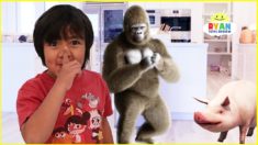 Ryan Pretend Play finding Zoo Animals Hide and Seek Adventure!!!