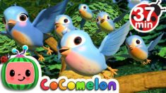 Five Little Birds 3 + More Nursery Rhymes & Kids Songs – CoCoMelon