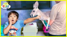 Meet Ryan’s New Pet Kangaroo!!!!