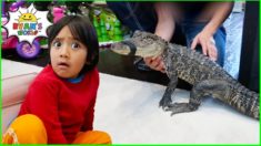 Surprise Ryan with Pet Alligator and other Animals at home!!!