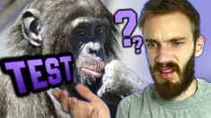 Are you Smarter than a Chimp? (TEST)