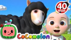 Baa Baa Black Sheep Song + More Nursery Rhymes & Kids Songs – CoComelon