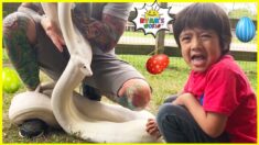 Ryan at the Farm on Easter Day Hunting for Eggs 1 hr kids video!!