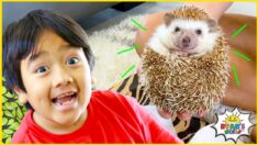 Ryan learns about Animals with 1 hr kids zoo and farm animals for kids!