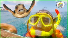 Ryan’s Snorkeling in the Ocean with Turtles!