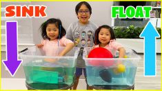 Sink or Float Easy kids Science Experiments to do at home!