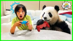 Learn about Panda Facts for Kids with Ryan!