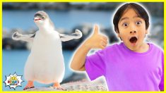 Learn All about Penguins Facts for Kids with Ryan’s World!