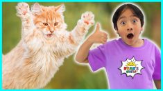 Cat Facts for Kids | Educational Video with Ryan’s World