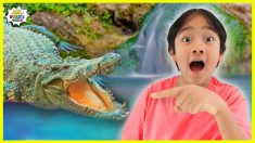 Ryan  Learns Alligator Facts for Kids! | Educational Video with Ryan’s World