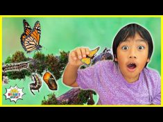 Life Cycle of a Butterfly | Educational Video for Kids with Ryan’s World