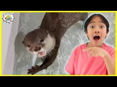 Baby Otter Learns how to Swim and more!