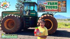 Learn how to grow and pick pineapples with Ryan at the Dole Pineapple Farm