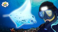 Ryan swims with Manta Ray in Hawaii for the first time!